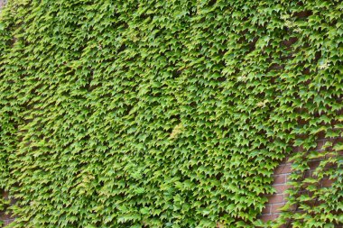 yeşil arkaplan ve doku ve çimen ve yapraklar