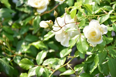 Güzel beyaz gül ve yeşil yaprakları,