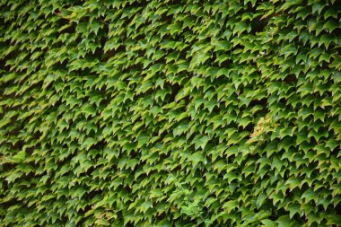 yeşil arkaplan ve doku ve çimen ve yapraklar