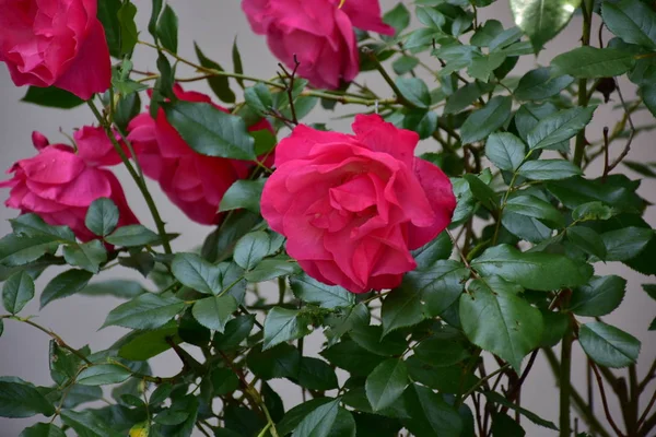 Beautiful Pink Rose Green Leaves — Stock Photo, Image