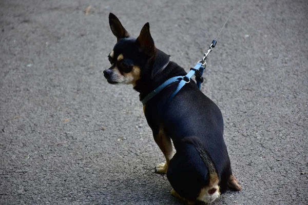 Een Mooie Hond Straat — Stockfoto