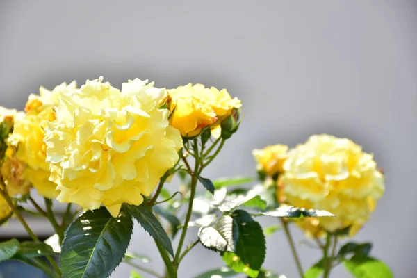 Uma Bela Rosa Amarela Folhas Verdes — Fotografia de Stock