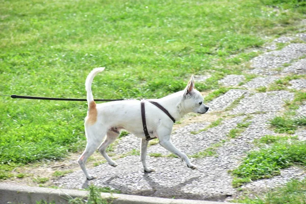 Vit Liten Hund Gräset — Stockfoto