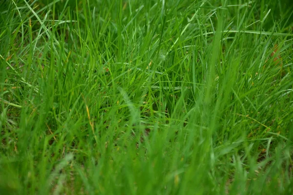 Grüner Hintergrund Und Textur Und Gras Und Blätter — Stockfoto