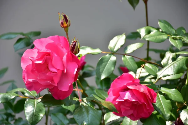 Uma Bela Rosa Rosa Folhas Verdes — Fotografia de Stock