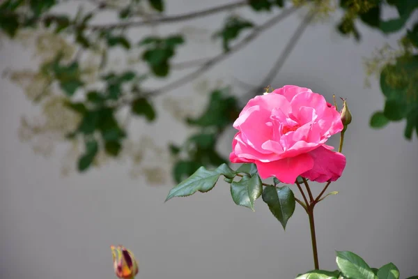 Uma Bela Rosa Rosa Folhas Verdes — Fotografia de Stock
