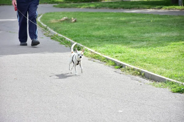 Cagnolino Bianco Sull Erba — Foto Stock