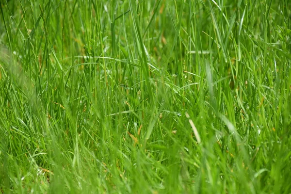 Zielone Tło Tekstura Trawa Liście — Zdjęcie stockowe