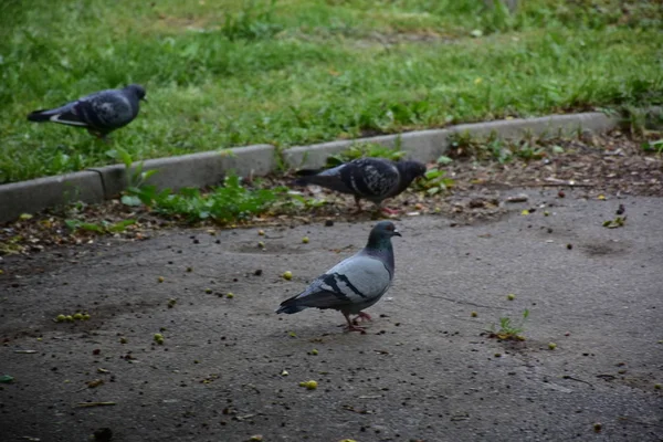 Close Shot Pigeon Birds Park Summer Day — Stok fotoğraf