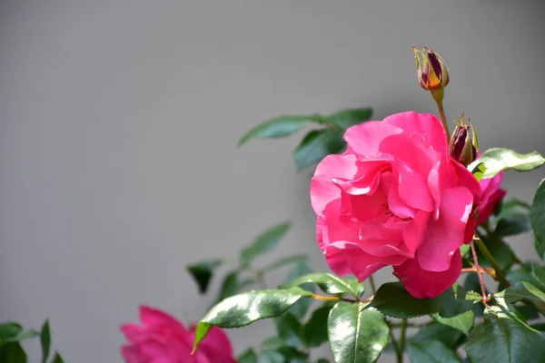 Uma Bela Rosa Rosa Folhas Verdes — Fotografia de Stock