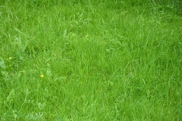 green background and texture and grass and leaves