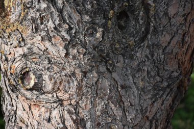 güzel ahşap arkaplan ve doku