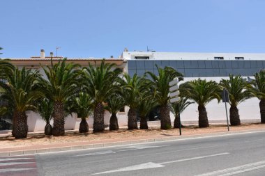 Gökyüzü arka planında güzel yeşil palmiye ağacı