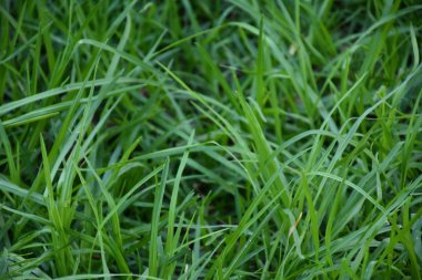 yeşil arkaplan ve doku ve çimen ve yapraklar