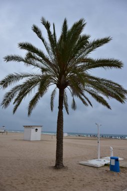 Gökyüzü arka planında güzel yeşil palmiye ağacı