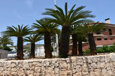 Gökyüzü arka planında güzel yeşil palmiye ağacı