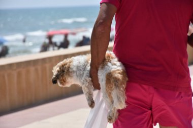 Güzel, tüylü ve küçük beyaz bir köpek