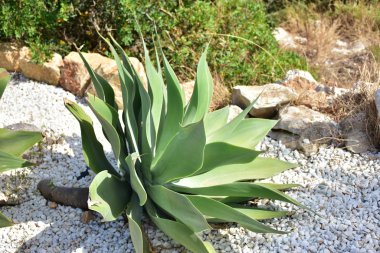 Cropped view of succulents in garden