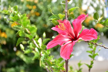 Büyük, güzel pembe bir çiçek.