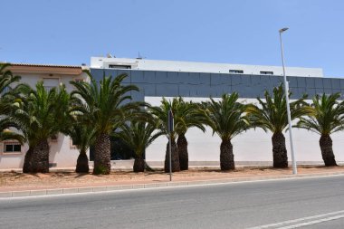 Gökyüzü arka planında güzel yeşil palmiye ağacı