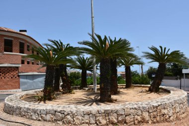 Gökyüzü arka planında güzel yeşil palmiye ağacı