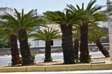 Gökyüzü arka planında güzel yeşil palmiye ağacı