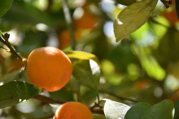 Ripe Orange Fruits Tree — Stock Photo, Image