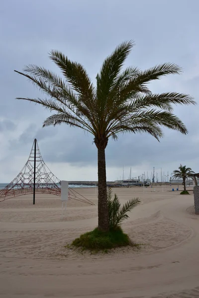 Hermosa Palmera Verde Fondo Del Cielo — Foto de Stock