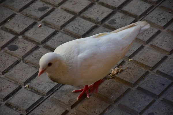 Close Shot White Pigeon Bird Park — 스톡 사진