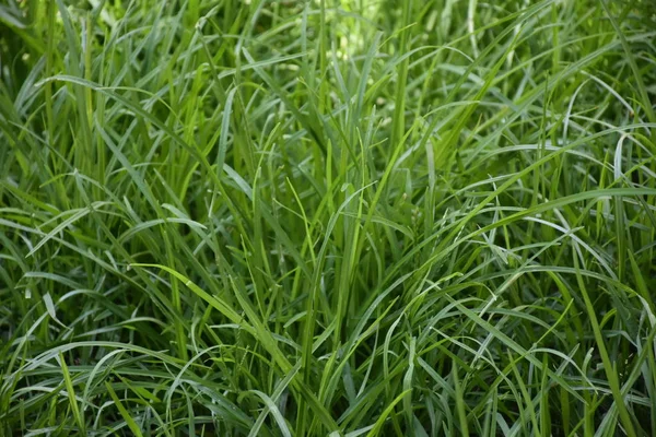Green Background Texture Grass Leaves — 스톡 사진
