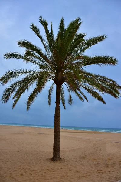 Piękne Zielone Palmy Tle Nieba — Zdjęcie stockowe