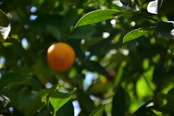 Спелые Апельсины Дереве — стоковое фото