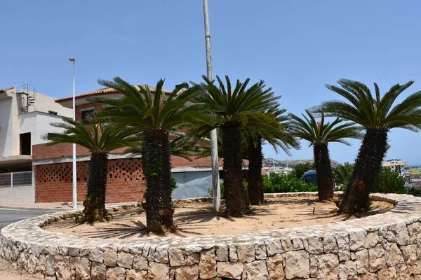 Gökyüzü arka planında güzel yeşil palmiye ağacı