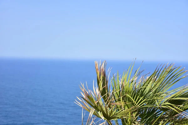 Beau Palmier Vert Sur Fond Ciel — Photo