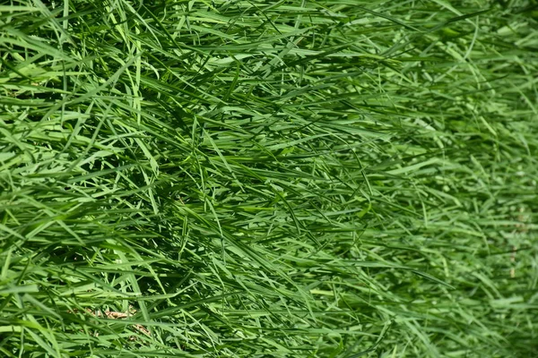 Grüner Hintergrund Und Textur Und Gras Und Blätter — Stockfoto