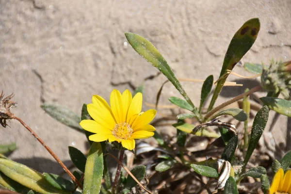 Schöne Blumen Hintergrund Der Landschaft — Stockfoto