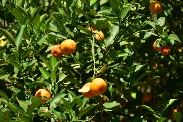 Ripe Orange Fruits Tree — Stock Photo, Image