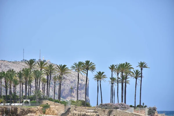 Hermosa Palmera Verde Fondo Del Cielo — Foto de Stock