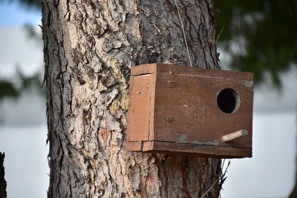 Houten Vogelhuisje Voor Vogels Aan Een Boom — Stockfoto