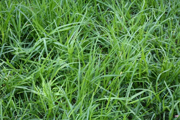 Zielone Tło Tekstura Trawa Liście — Zdjęcie stockowe