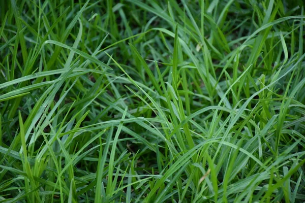 Fundo Verde Textura Grama Folhas — Fotografia de Stock