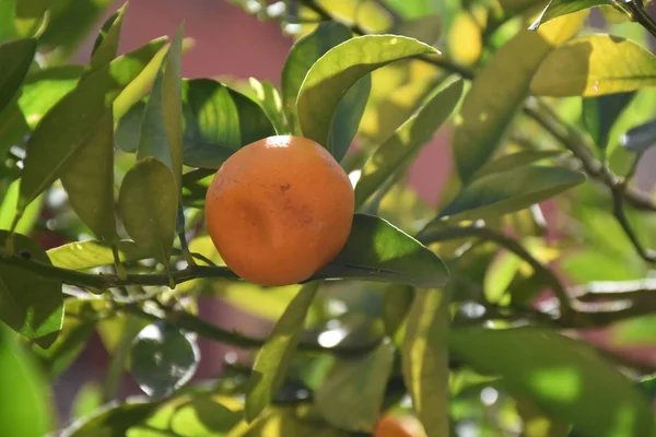 Rijp Oranje Fruit Een Boom — Stockfoto