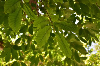 güzel yeşil arkaplan ve çimen ve bitki
