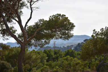 Güzel manzara, yeşil bitkiler ve dağlar.