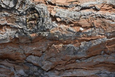 güzel ahşap arkaplan ve doku