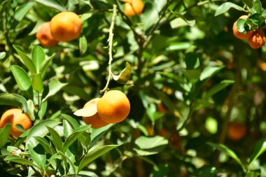 Olgun portakal meyveleri ağaçta,