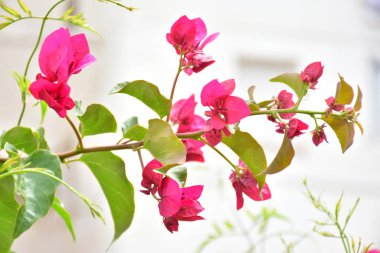 Büyük, güzel pembe bir çiçek.