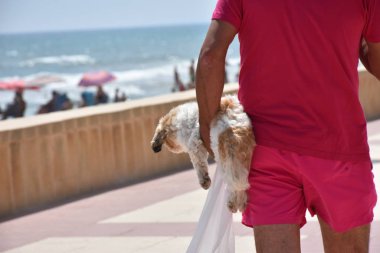 Güzel, tüylü ve küçük beyaz bir köpek