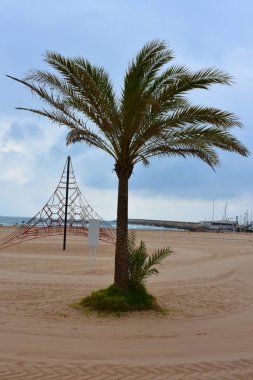 Gökyüzü arka planında güzel yeşil palmiye ağacı