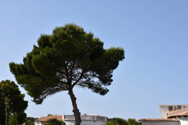 Yaprak ve ağaçların güzel yeşil arkaplanı,